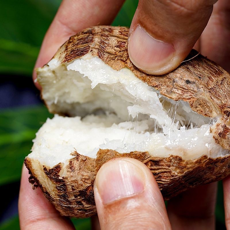 Authentic Yunnan Milk Taro 4.5kg Whole Box of Fresh Small Fragrant Taro Taro Dipped in Sugar 10 Wholesale Free Shipping 5 Capo