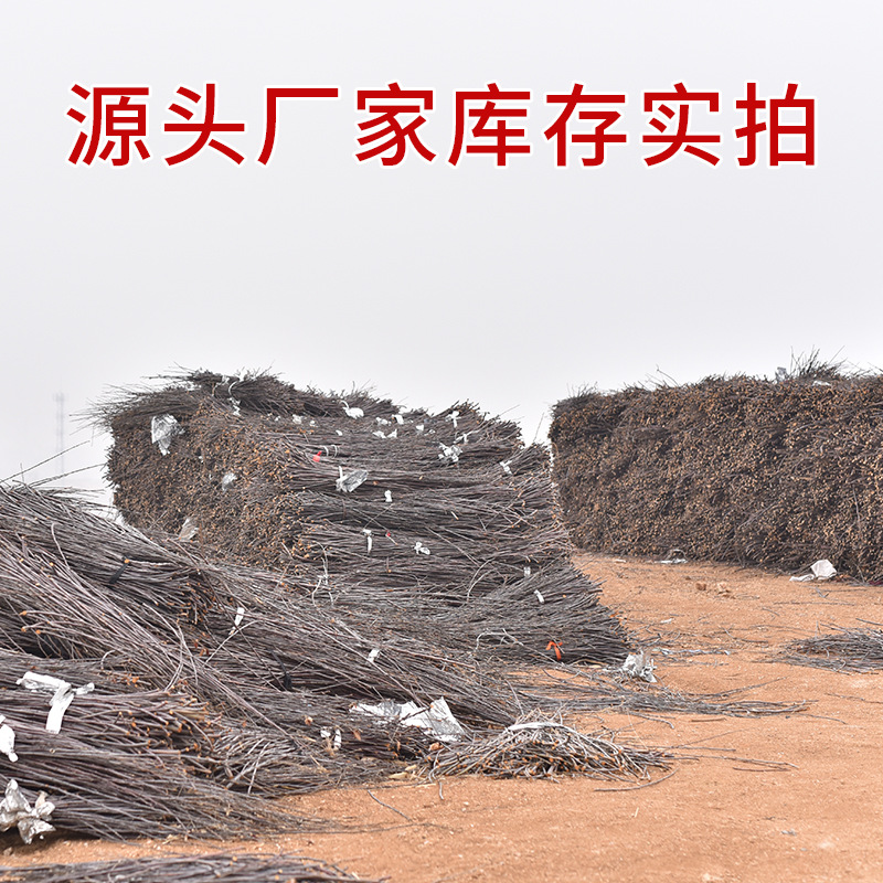 Rabbit Totoro Hamster Snack Branch Bite Wooden Toy Pet Grinding Stick Drying Apple Branch