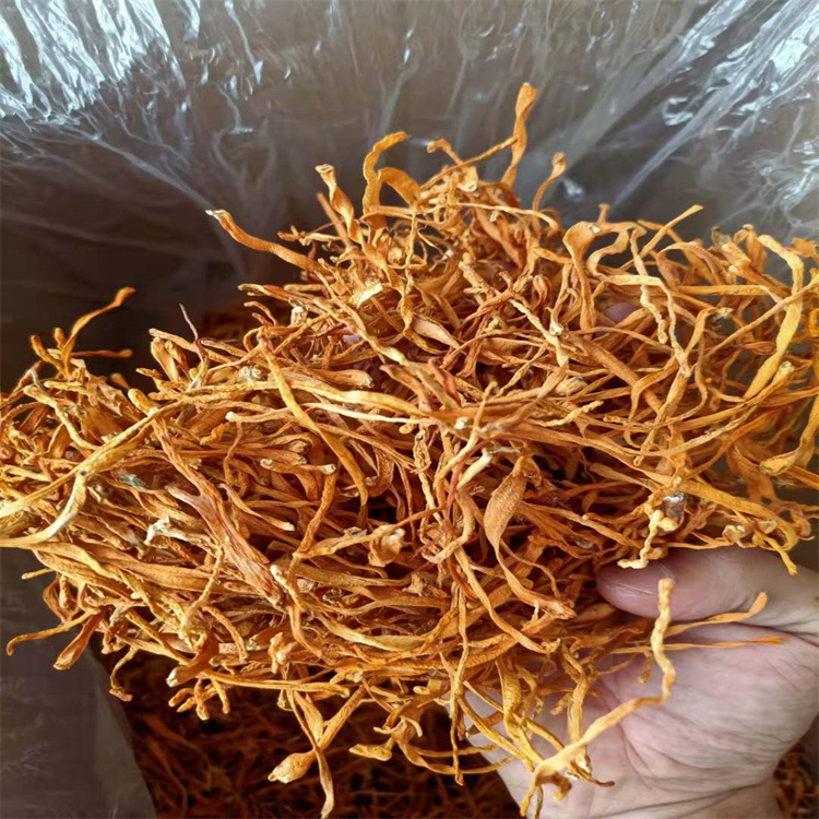 Cordyceps flower wholesale dry goods specialty new goods golden cordyceps dry price soup delicious cordyceps origin direct sales