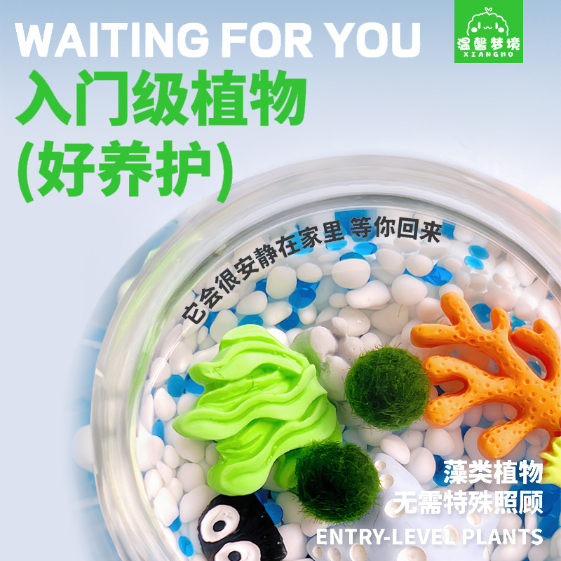 Marimo Seaweed Ball City Island Micro Landscape Ecological Bottle Office Hydroponic Plant Chlorella Nutrient Solution