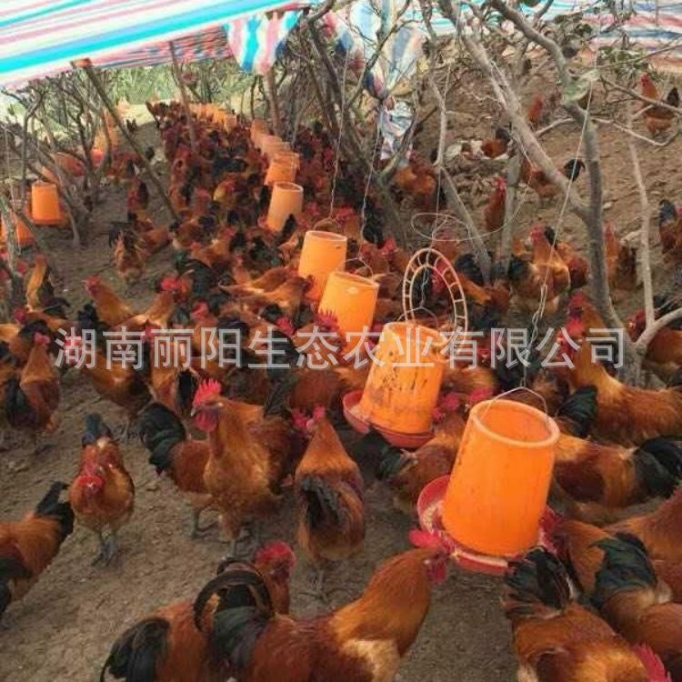 Direct Sale from the Hatchery: Black-Feathered Red-Crowned Chicken Chicks, One-Day-Old Live Chicks, Live Seedlings, Suitable for Raising Free-Range Chickens in Rural Mountain Areas