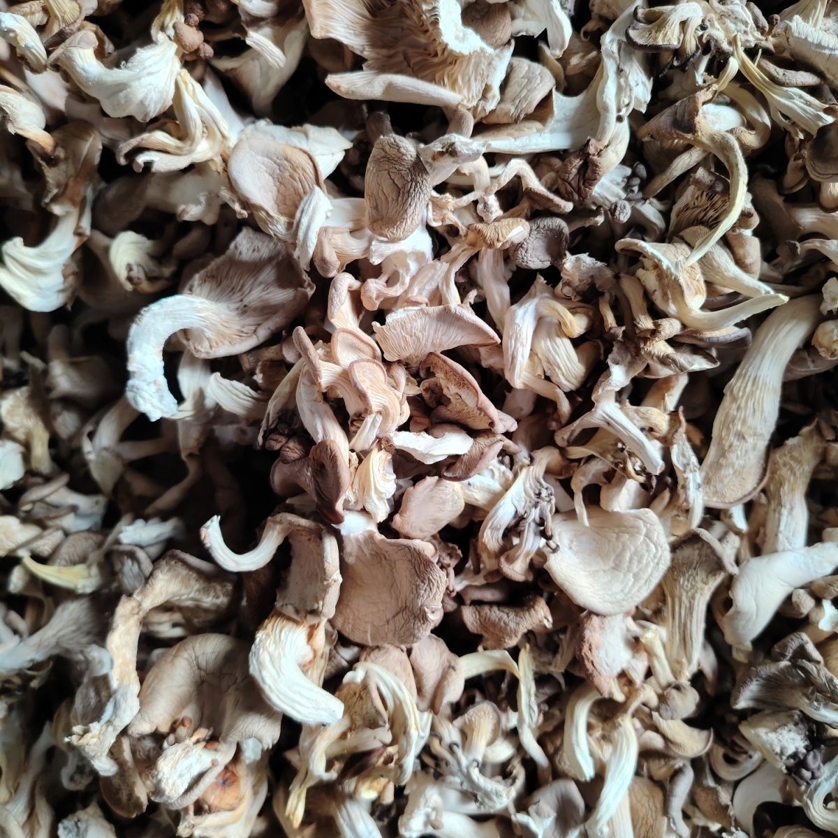 New Stock of Dried Oyster Mushrooms, Genuine Oyster Mushrooms, Farm-Raised Black Trumpet Mushrooms, Specialty Net Weight for Soup, Edible Fungi Wholesale, Whole Box