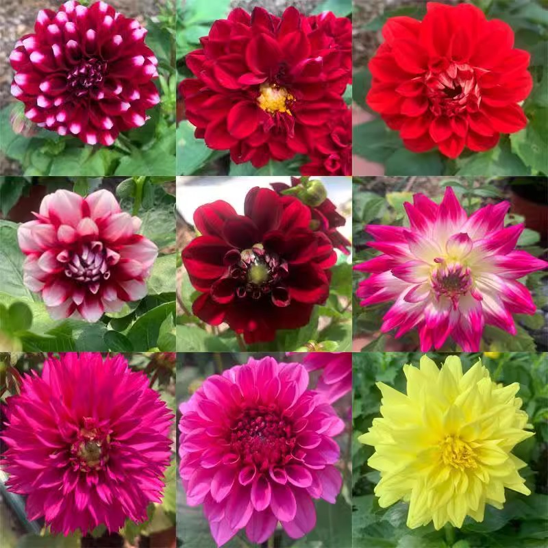 Double-Flowered Dahlia Bulbs, Perennial Ornamental Flower Plants for All Seasons, Potted Seeds, Dahlia Sweet Potato Flower Bulbs