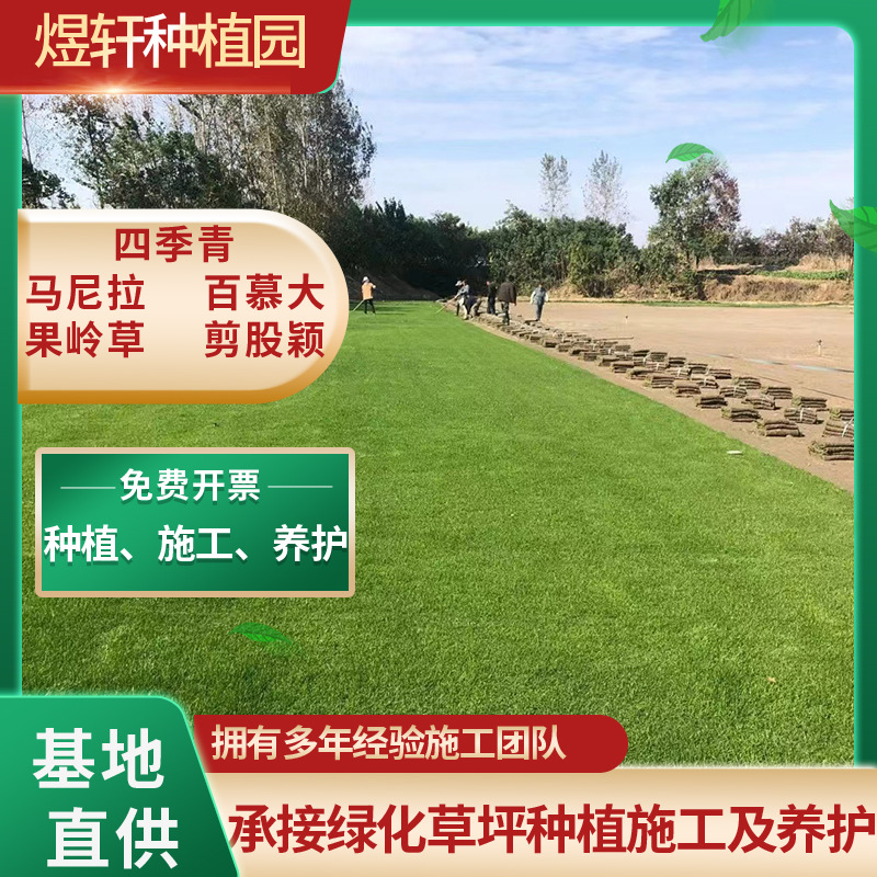 Газон с Почвой Настоящий Газон Ковровая Трава Тайваньская Трава Домашний Двор Сад Муниципальное Озеленение Бермуда Газон