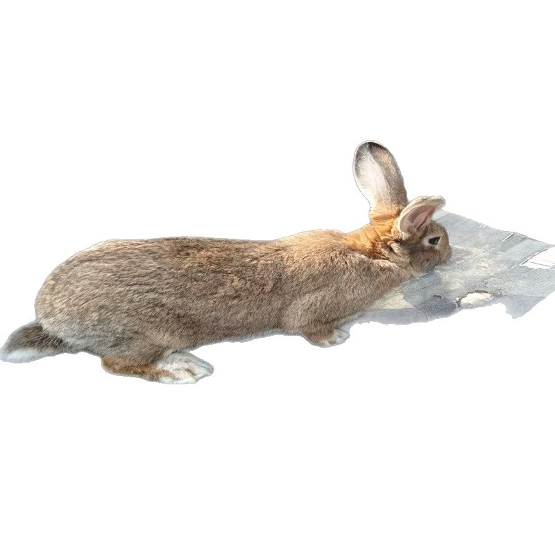 Wholesale Live Belgian Rabbits from Free-Range Farms in Shandong, Available for Sale as Live Yellow-Brown Meat Rabbits