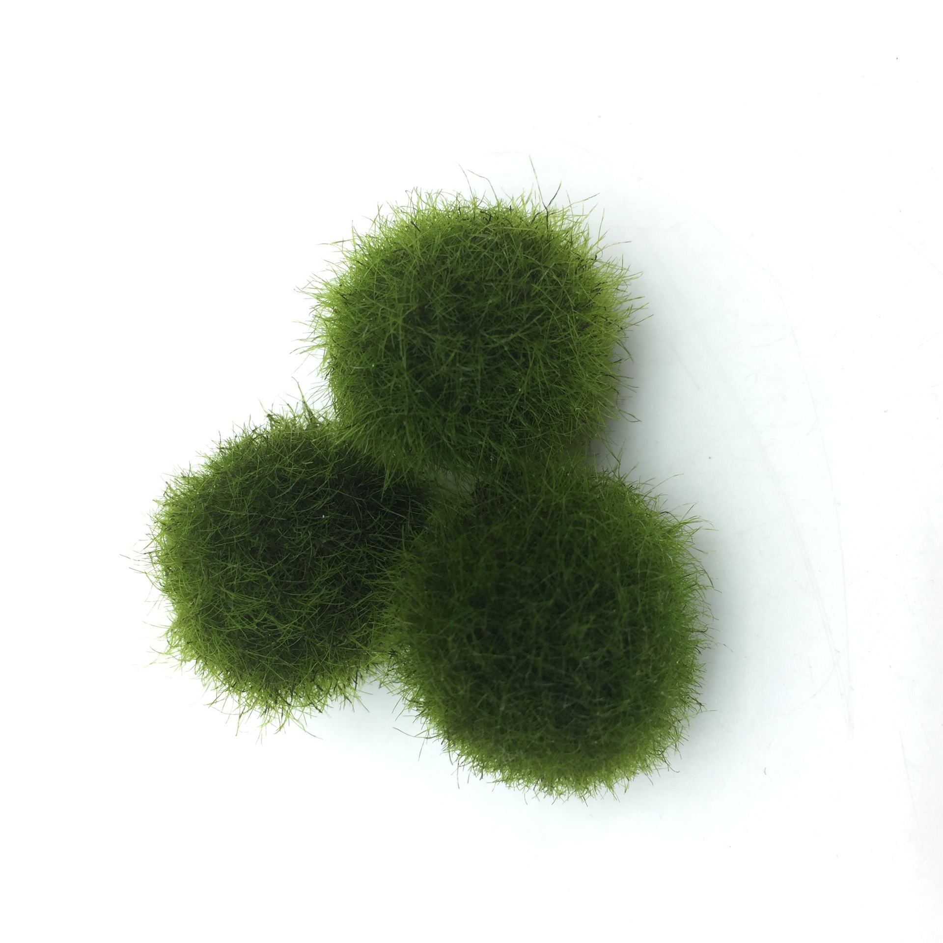 Source Direct Supply Marimo Happy Seaweed Ball Freshwater Green Living Micro Landscape Ecological Bottle Plant Mossball
