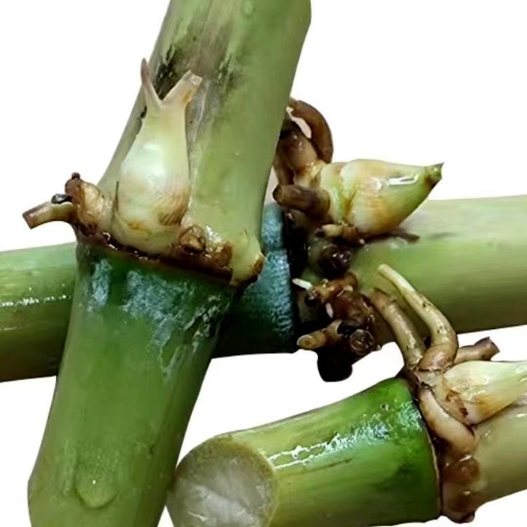 Hairless Sweet Elephant Grass No. 3 Seed Section Red Elephant Grass High Yield Cold-Resistant Emperor Bamboo Grass Giant Fungus Grass Section Perennial Four-Season Pasture