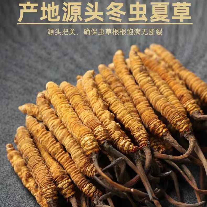 Cordyceps sinensis dried Cordyceps Xizang Cordyceps sinensis source wholesale recruitment agent traditional tonic