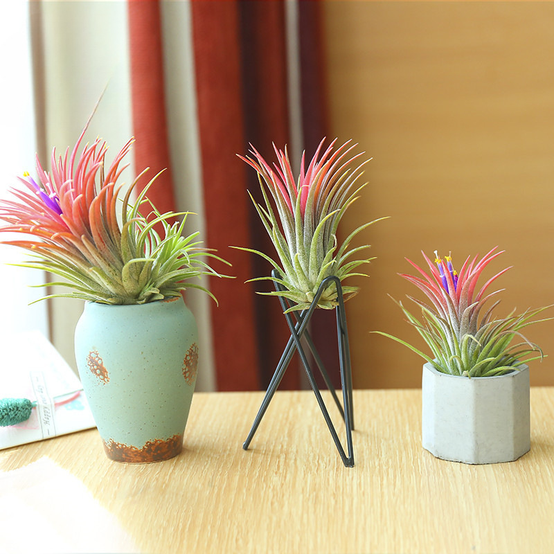 Air Pineapple Soilless Plant Flowering Period Elf with Color Limited Time Sale Free Shipping Green Plant Potted Flowers and Plants Aliexpress