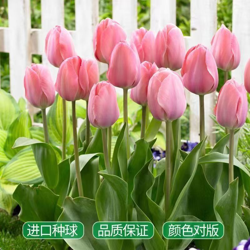 Imported Tulip Bulbs Are Easy to Grow in All Seasons, Cold-Resistant Natural Bulbs, Tulip Seeds, Hydroponic Potted Flower Plants