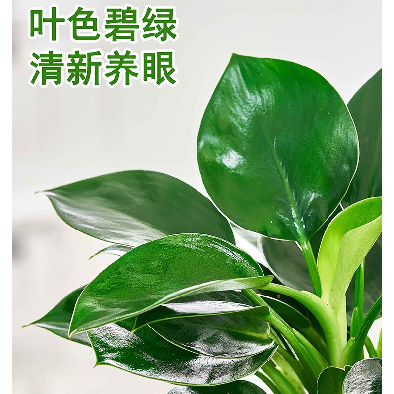 Hydroponic Plant Large-Leaf Gold Diamond Potted Green Princess Office Desktop Pothos Purifies the Air and Absorbs Formaldehyde Water Culture