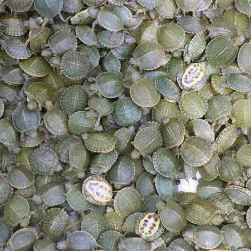 Brazilian Turtle Pet Turtle Live Animal Red-Eared Turtle Water Turtle Seedlings Ornamental Small Turtles Easy to Feed Small Pet Turtle Seedlings Wholesale