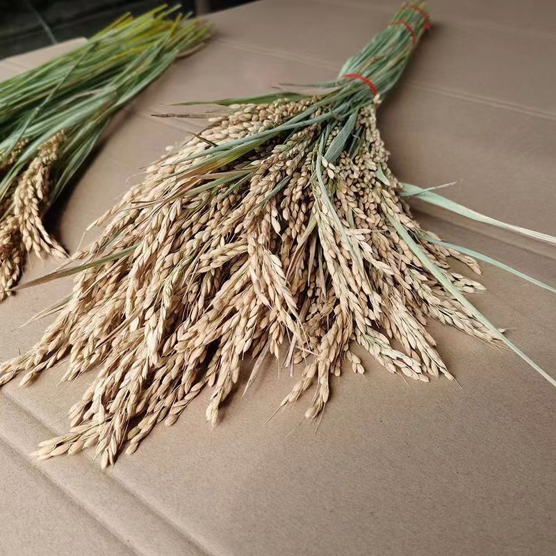 Rice Ear Dried Flowers Natural True Rice Dried Flowers Shooting Props Pastoral Decoration Ornaments Rice Flowers