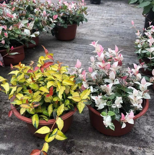 Цветы и листья трахелоспермума, золотой трахелоспермума, 18 см, яркие листья, паучий цветок, жаро- и морозостойкие цветы