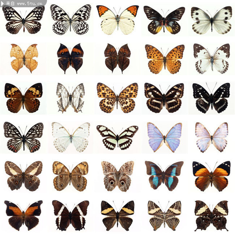 Оптовая продажа, кросс-бордер, реальные образцы бабочек, оригинальная бабочка, бабочка цитрусовая, элегантная серая бабочка, насекомый, образец жука, популярная наука для детей, ручная работа