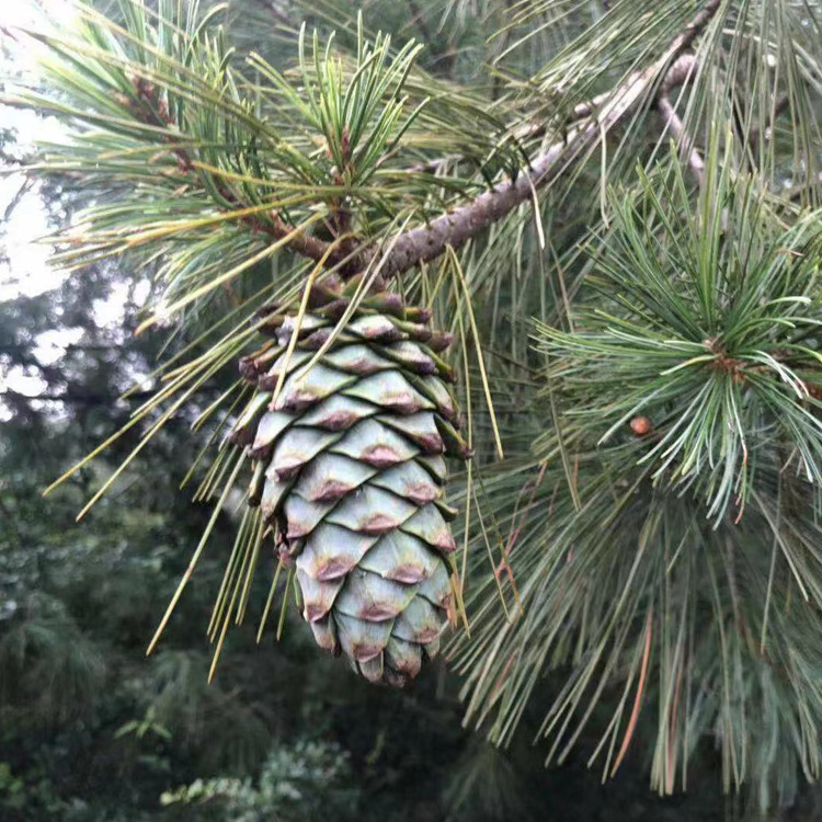 Yunnan Wild Pine Nuts Fresh Large Bulk Wet Pine Nuts Snacks for Pregnant Women Original Flavor Nuts Fresh Pine Nuts