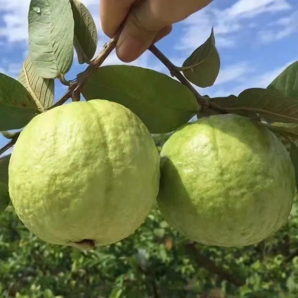White-Heart Cream Guava, Guangxi Large Fruit Guava, Fresh Seasonal Fruit, Leisurely Guava, Soft and Glutinous, Direct from the Place of Origin