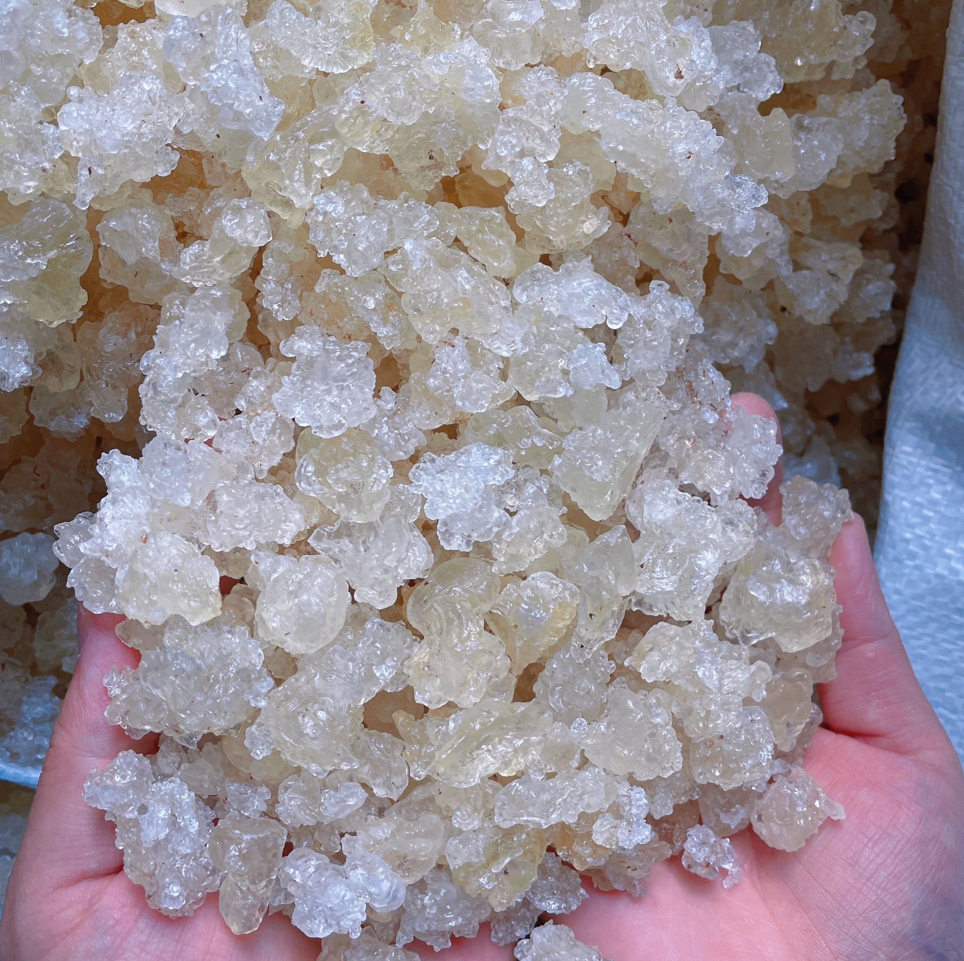 Yunnan brushed snow swallow 5A large particle full popcorn snow swallow plant collagen without adding more assured wholesale generation