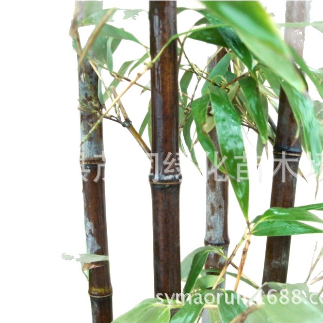 Courtyard Landscaping Seedlings Purple Bamboo Purple Bamboo Seedlings Colorfulful Seedlings Evergreen Plants Garden Landscape