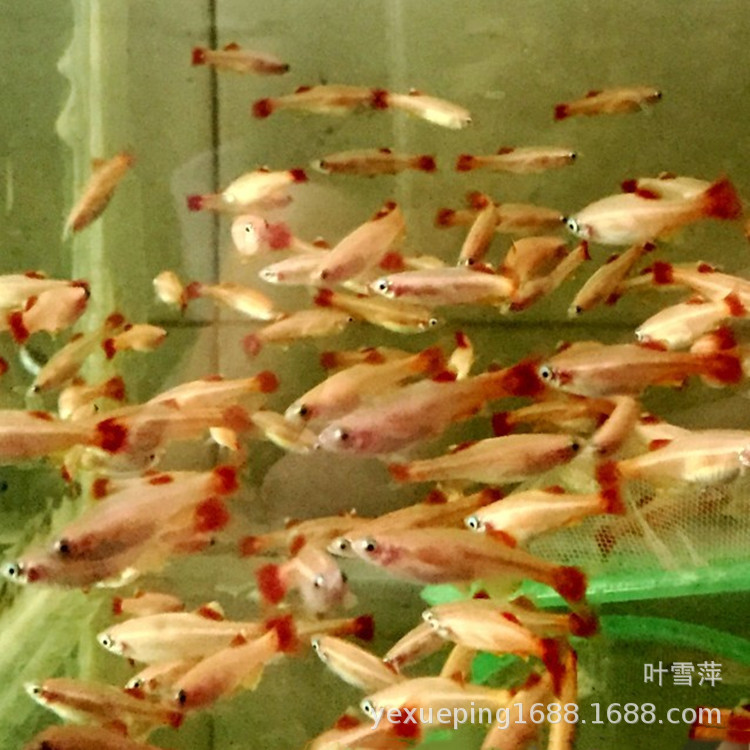 Yellow red tail fish live magnificent gold silk native fish cold water fish low temperature resistant fish grass tank swimming fish tropical fish view