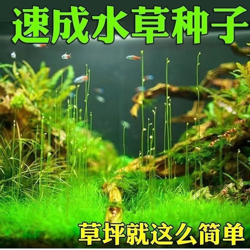 Aquatic Plant Seeds Mini Leafy Foreground Grass Large Leaf Pearl Seeds Fish Tank Aquarium Landscaping Decoration Wholesale Green Plants