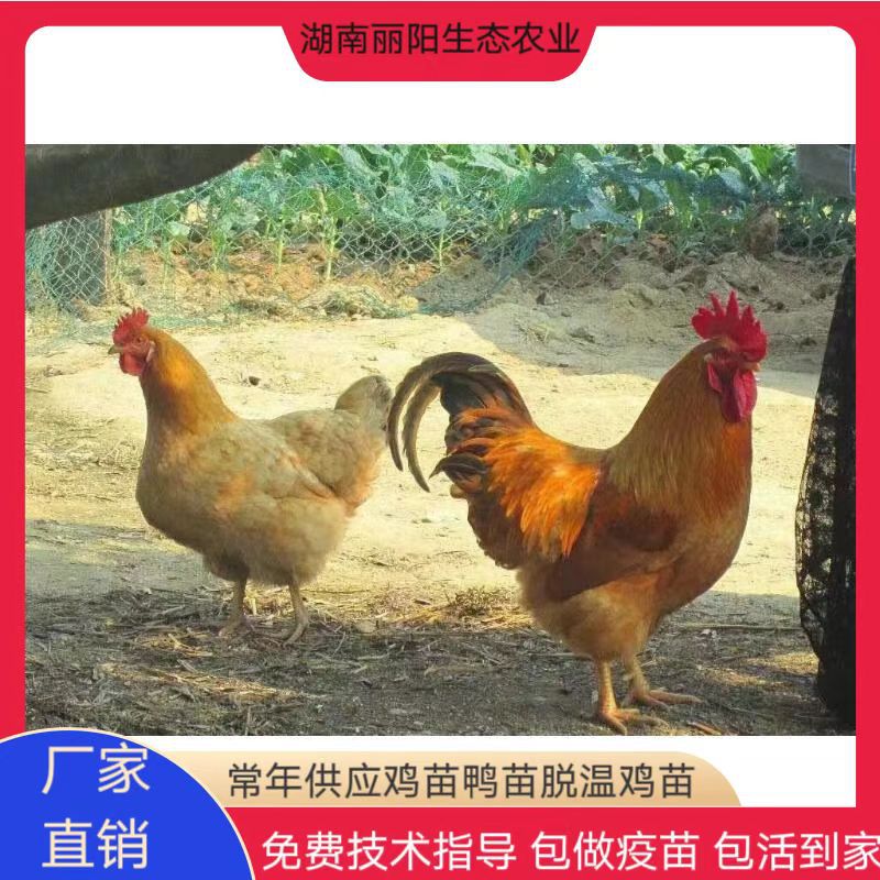 Оптовая продажа саженцев кур Санхуан, саженцы кур Санхуан и черные саженцы кур, саженцы курицы желтой почвы, саженцы яичной курицы с зелеными яйцами