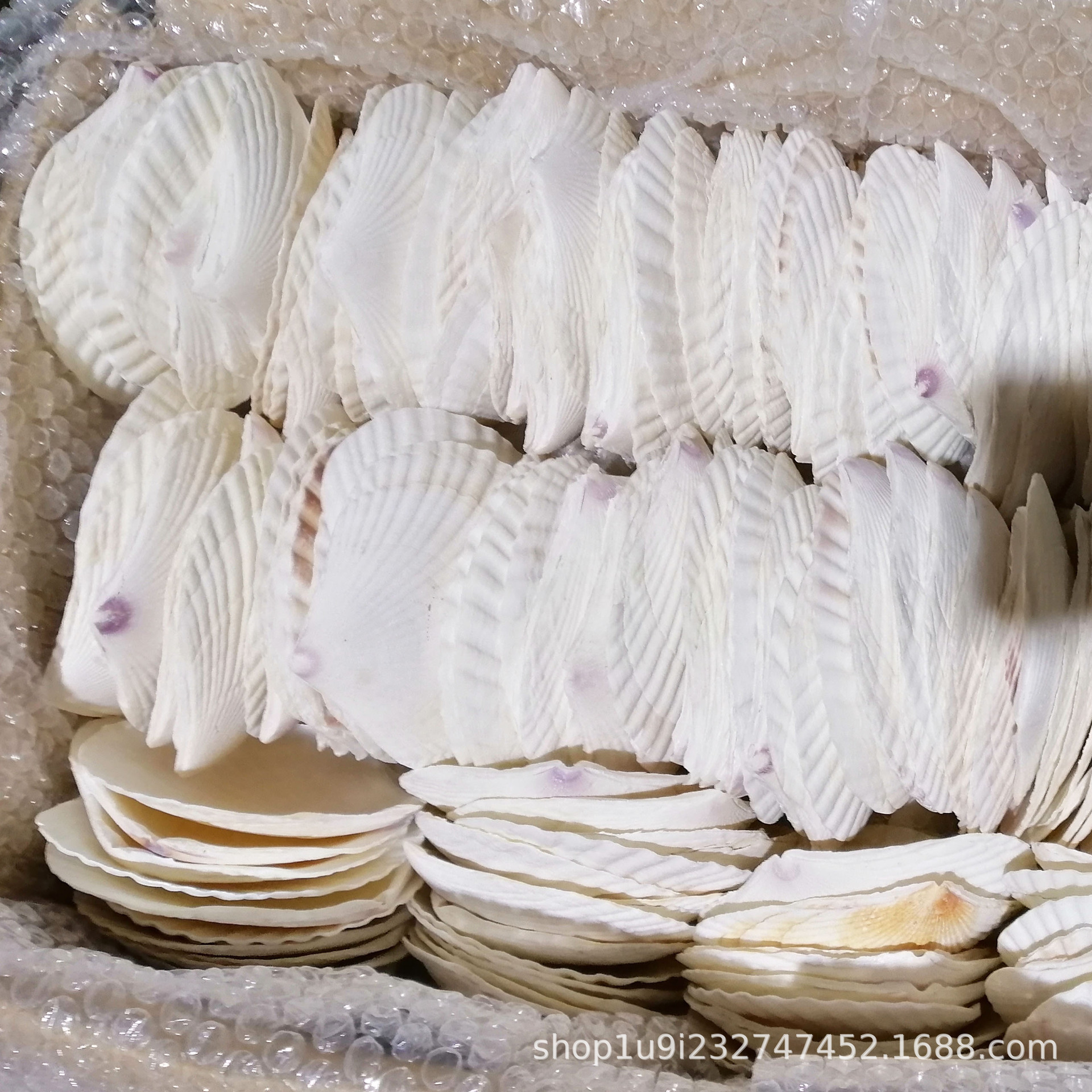 Aibei natural conch shell xiayi shell white shell tableware shell handmade diy white shell batch