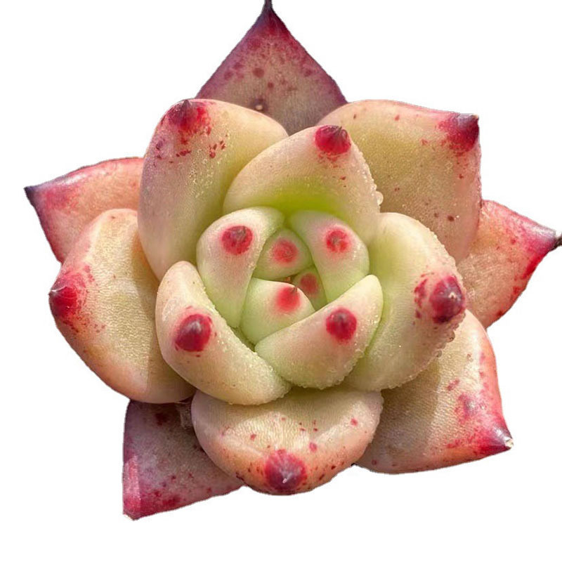 Succulent Plants Wholesale Small Succulent Small Potted Succulent Plants Lithops Jade Dew Base Self-Produced and Sold with Free Shipping