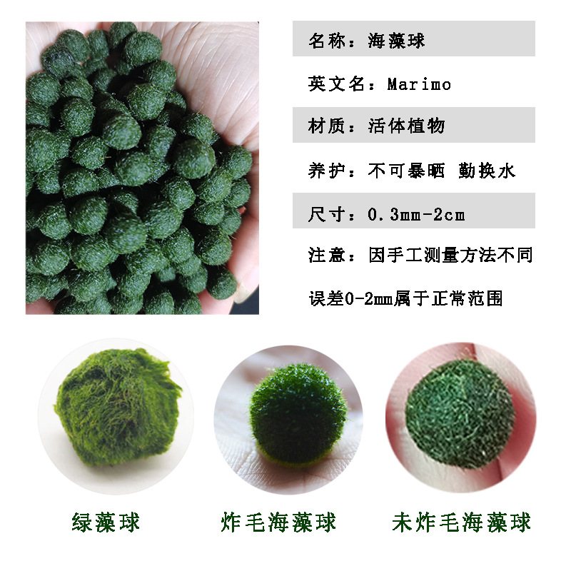 Happy seaweed ball marimo ecological bottle water culture ornamental living aquatic plants micro landscape marimo seaweed ball