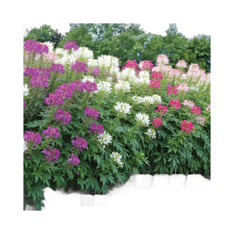 Mixed-Color Butterfly Pea Seeds in Purple and Pink, Tall-Stemmed Flower Seeds, Easy to Grow in All Seasons, Suitable for Gardens and as a Nectar Source for Hummingbirds