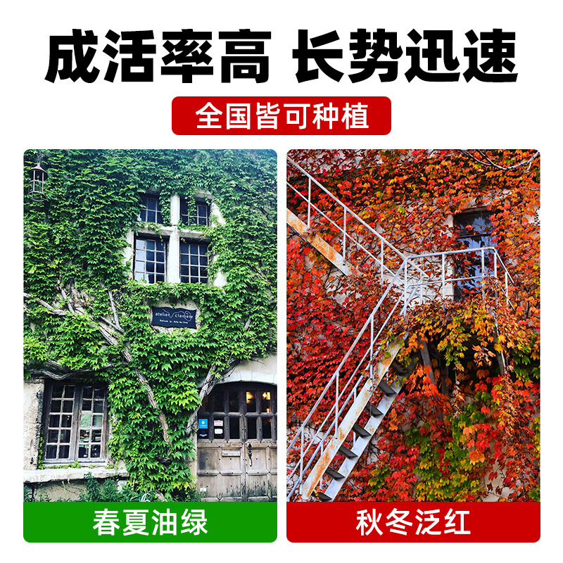Climbing Vine Live Seedlings, Wall-Climbing Vine, Courtyard All-Season Seedlings, Three-Leaf and Five-Leaf Outdoor Easy-To-Grow Saplings, Green Plants, Evergreen Vines