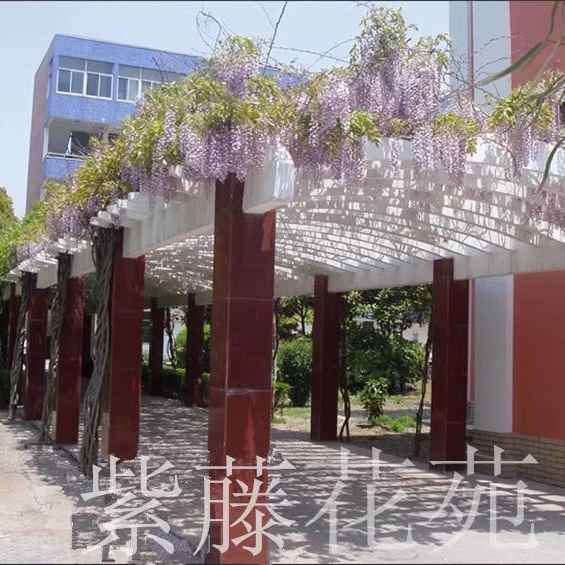 Wisteria Saplings, Climbing Plants, Blooming in All Seasons, Courtyard Potted Plants, Cold-Resistant Vines, Balcony Wisteria