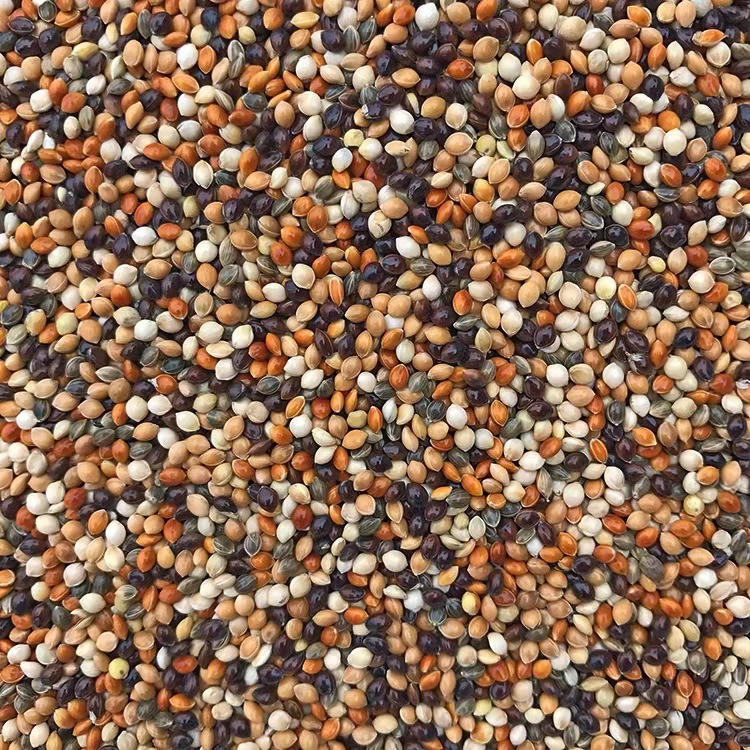 Wholesale Red Millet, Multigrain Red Millet, Five-Color Millet, Millet with Black and White Millet, Bird Food, Toy Filling Wholesale