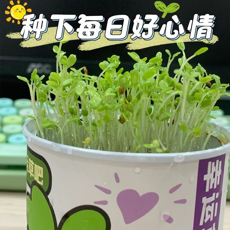 Office Green Plant Small Potted Magic Plant Indoor Mini Desktop Children's Canned Emotional Stability Blind Box