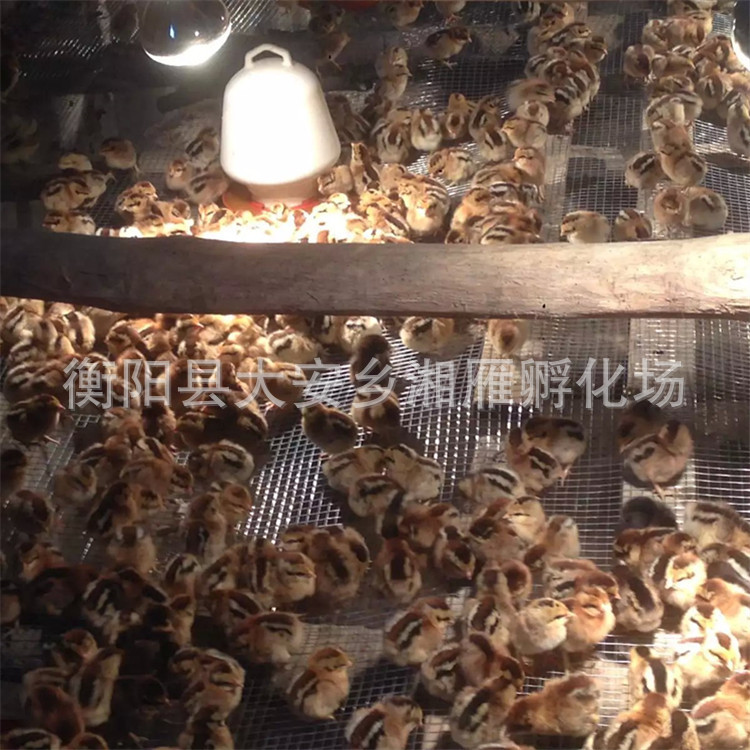 Factory Direct Sales Wholesale Black Yao Chicken Seedlings, Native Chicken Seedlings, Egg Chickens, Nandan Black Kiln Chicken Seedlings, Hens, Hatched Chicks