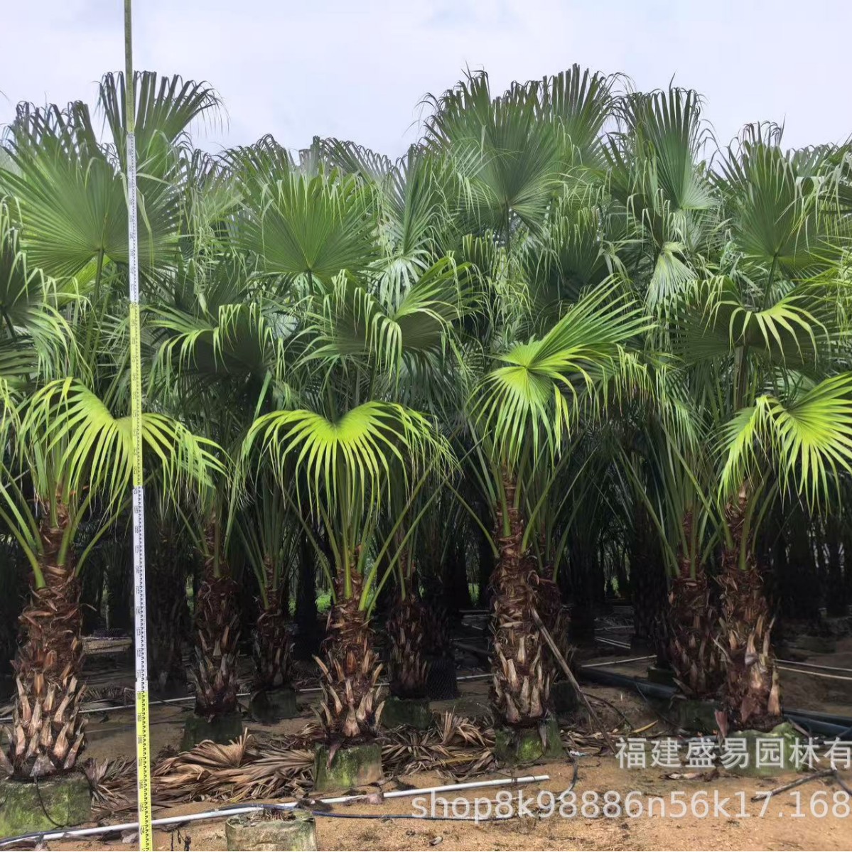 Fujian Puccia Planting Base Zhejiang Puccia Price Yunnan Puccia Quotation Jiangxi Puccia Wholesale