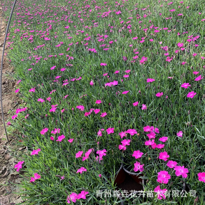 European Stonecottage Potted Plants Bloom in All Seasons, Lawn Cold-Resistant Flower Seedlings, Indoor and Outdoor Garden Flower Beds, Courtyard Perennial Greening Florals