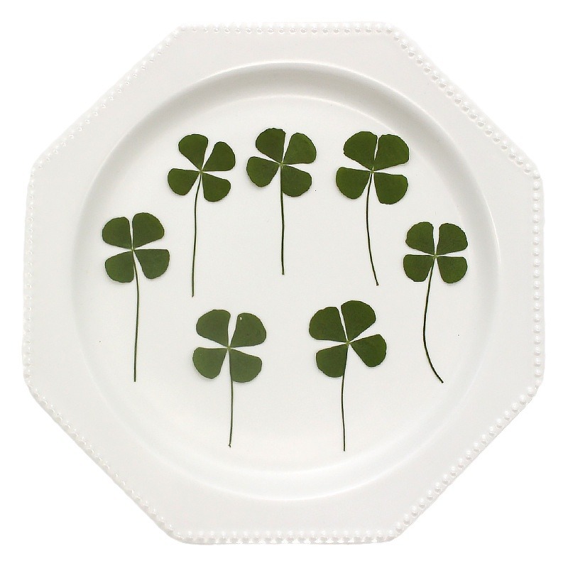 Primary Color Four-leaf Clover Leaf Specimen Lucky Grass Gum Drops Dried Flower DIY Handmade Material Natural True Flower Embossing Material