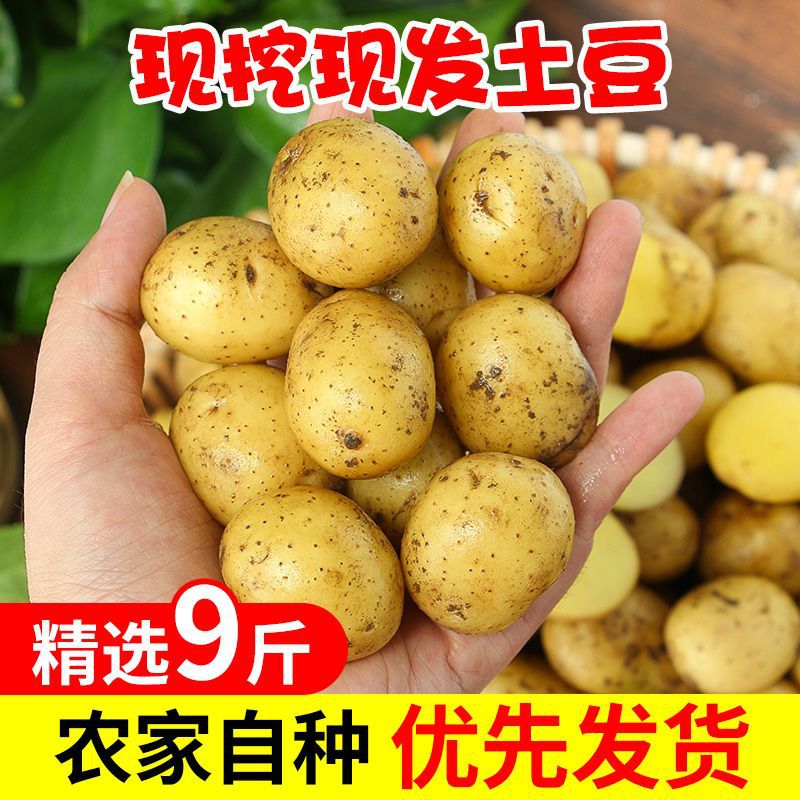 Hubei Vegetables, Fresh Enshi Small Potatoes, Yellow-Skinned Potatoes, Yellow-Heart Potatoes, Farm-Grown Potatoes, Potatoes, Thin-Skinned Potatoes