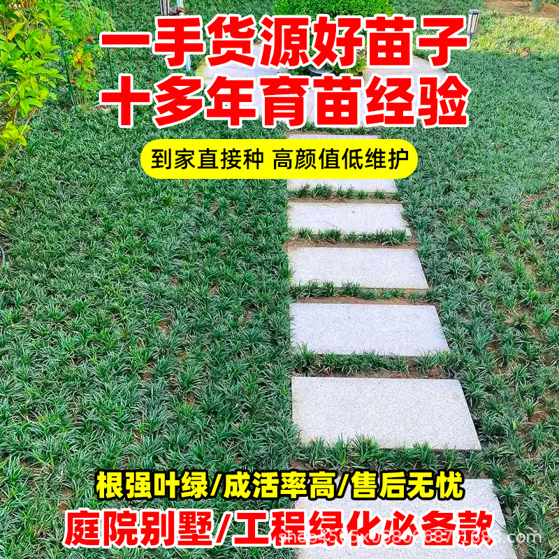 Japanese Dwarf Ophiopogon Japonicus Grass, Garden Lawn Greening Ground Cover Plant, Fine-Leaf Golden-Edged Cold-Resistant Wheat Grass Seedlings