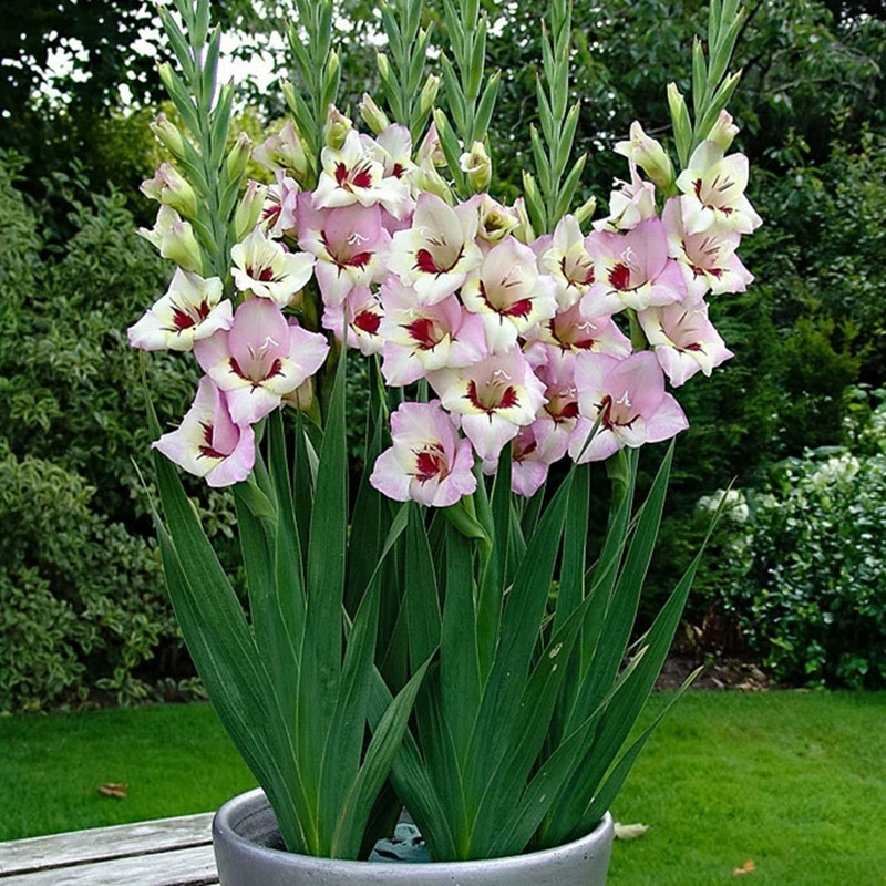 Gladiolus Gladiolus Flower Bulbs Potted Flower Seedlings Perennial Cold-Resistant Four-Season Easy-To-Live and Easy-To-Grow Flower Bulbs with Buds