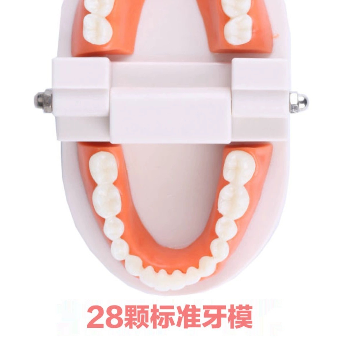 Tooth Model, Oral Model, Kindergarten Dental Teaching Model, Small Dental Model, Wholesale Oral Material Teaching Model