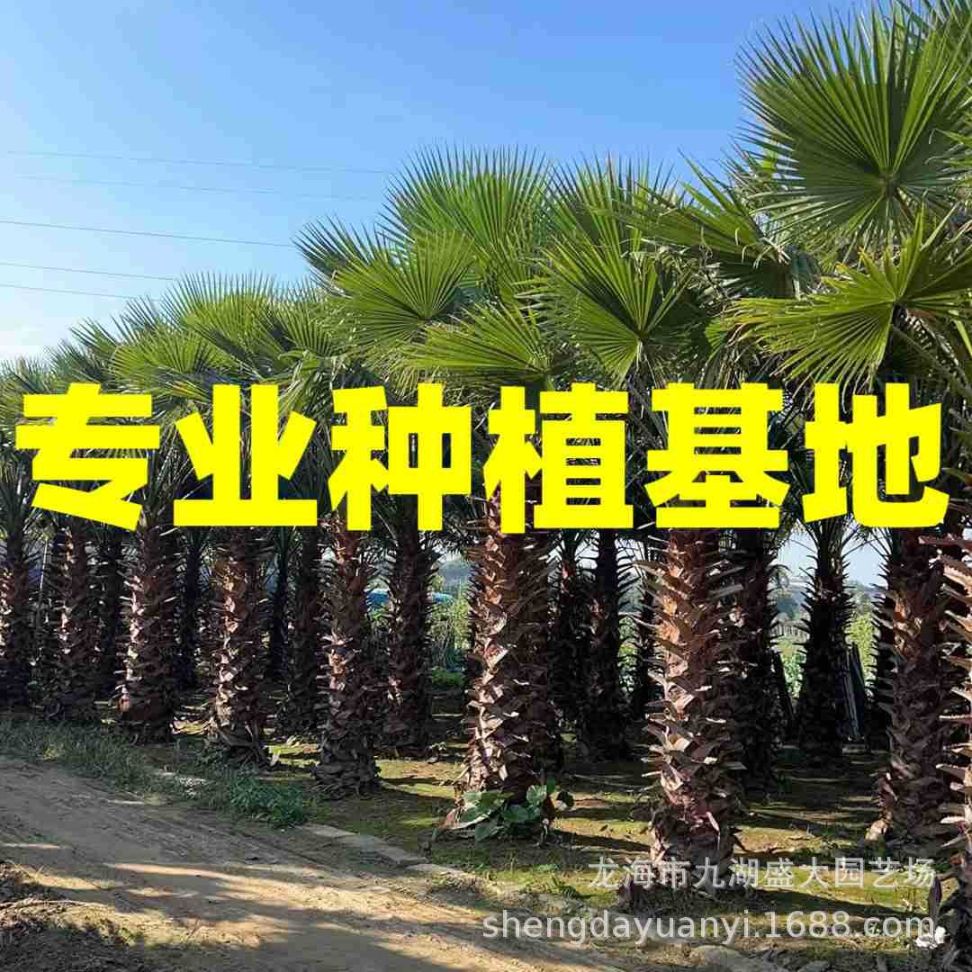 Цитаты старых подсолнухов Вашингтона, провинция Цзянсу, оптовая продажа старых подсолнухов Шанхая, цены на старые подсолнухи провинции Хубэй, провинция Чжэцзян