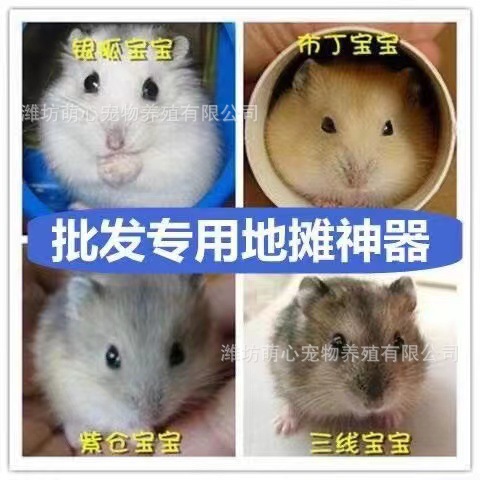 Оптовая продажа хомяков, живая тройная линия, фиолетовый склад, пудинг, серебряная лисица, свекровь, молочный чай