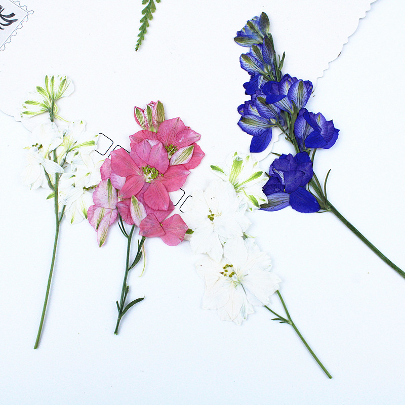 Flying Swallow Flowers, Dried Flowers with Branches, DIY Material Embossed Wholesale Plant Specimens, Children's Teaching Real Flower Embossed Flowers