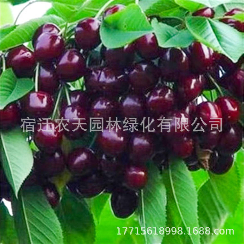 Black Pearl Cherry Saplings Dwarf Potted Ground Planting Results in the Current Year, Extra Large Cherry Fruit Trees Planted in the North and South