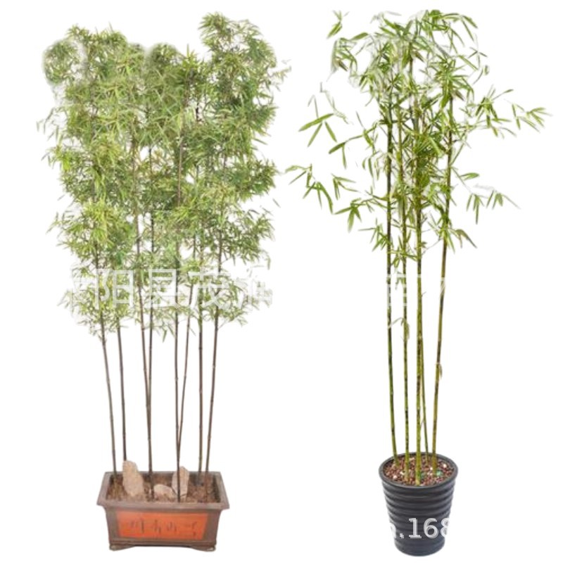 Courtyard Bamboo Green Bamboo Gold Inlaid Jade Bamboo Purple Bamboo Arhat Bamboo Xiangfei Bamboo Tortoise Shell Bamboo Garden Greening Project Bamboo Seedlings