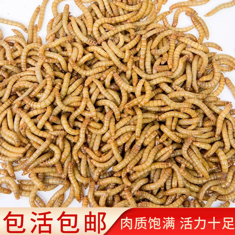 Черви, живые насекомые, желтые черви, живые личинки, ящерицы, гекконы, черепахи, хомяки, арованы, съедобные насекомые, бесплатная доставка