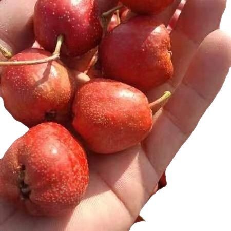 Big Five-Lobed Hawthorn, Large Fruit. 30 to 40 Pieces, Wholesale from the Place of Origin. 2025 New Arrivals.