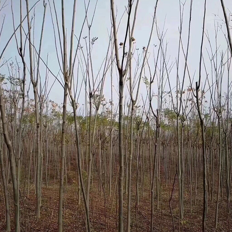 Base Wholesale Huangshan Luan Saplings Luan Saplings Bare Mountain Reforestation Seedlings Small Saplings Greening Tree Seedlings